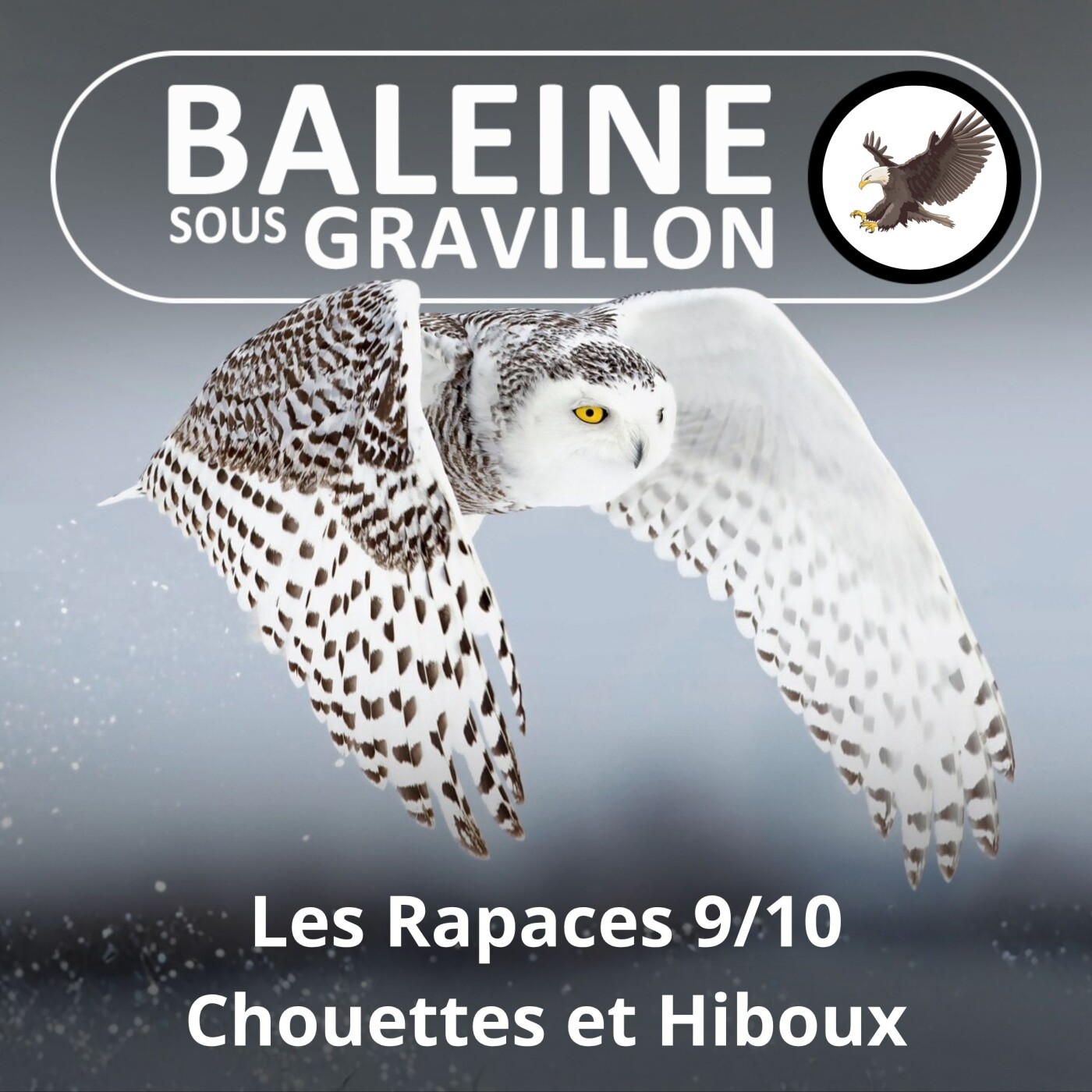 S02E111 Les Rapaces 9/10 : Chouettes et Hiboux (Jean Andrieux) episode artwork