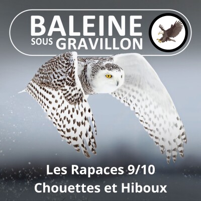 S02E111 Les Rapaces 9/10 : Chouettes et Hiboux (Jean Andrieux) cover