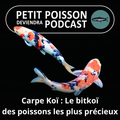 S03E18 Carpe Koï : Le bitkoï des poissons les plus précieux cover