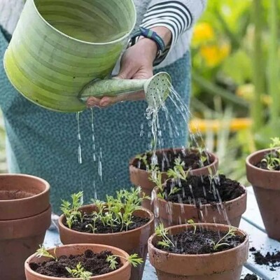 Plantes aromatiques, comment les cultiver à la maison ? cover