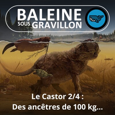 S06E06 Le castor 2/4 :  Des ancêtres de 100 kg aux plus gros rongeurs actuels cover