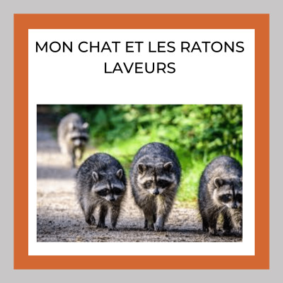 Mon CHAT et Les Ratons Laveurs cover
