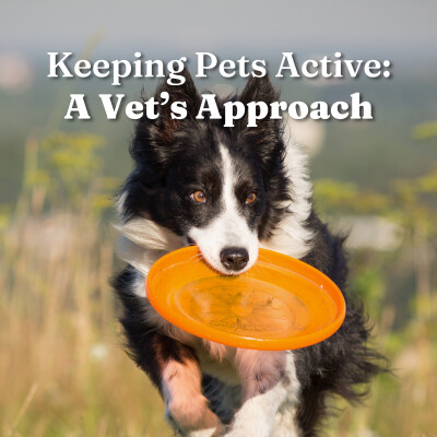 Keeping Pets Active: A Vet’s Approach cover