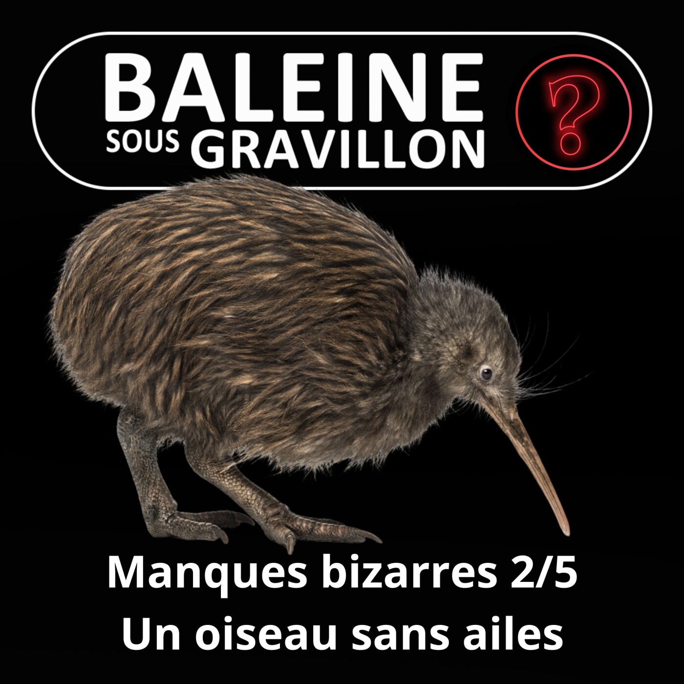 S07E109 Vous avez dit bizarre ? Manques 2/5 : Le Kiwi, un oiseau sans ailes