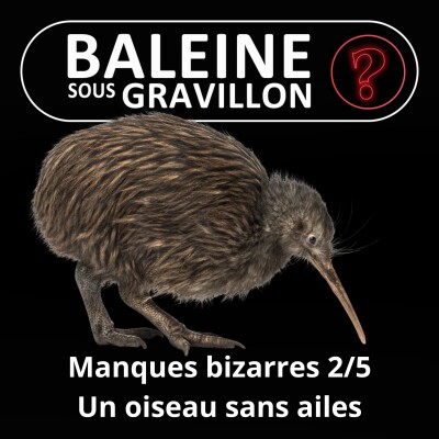 S07E109 Vous avez dit bizarre ? Manques 2/5 : Le Kiwi, un oiseau sans ailes cover