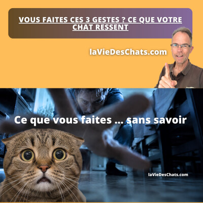VOUS FAITES CES 3 GESTES ? CE QUE VOTRE CHAT RESSENT cover