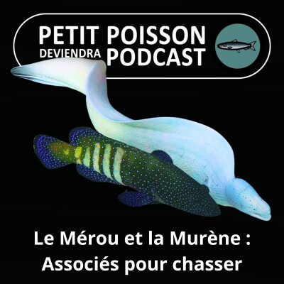 Show cover