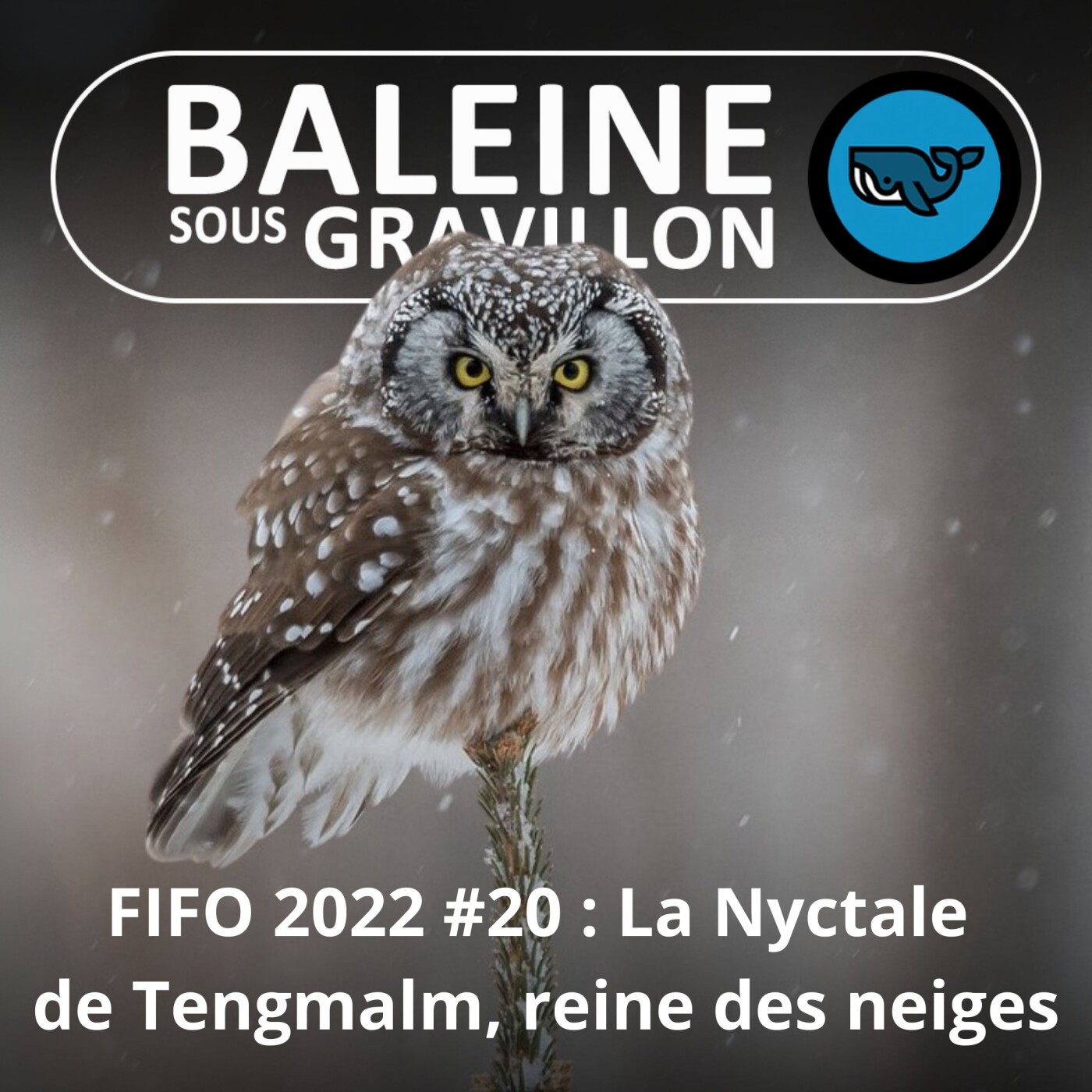 FIFO #20 : La Nyctale de Tengmalm (Olivier Swift, bioacousticien)