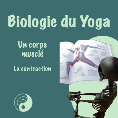 Corps physique 3/8 - Un corps musclé : La contraction cover