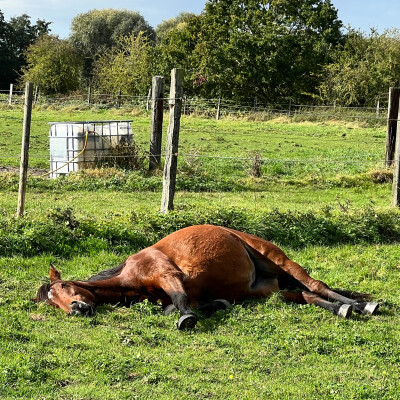 🐎 • L’importance du calme et de la sérénité cover