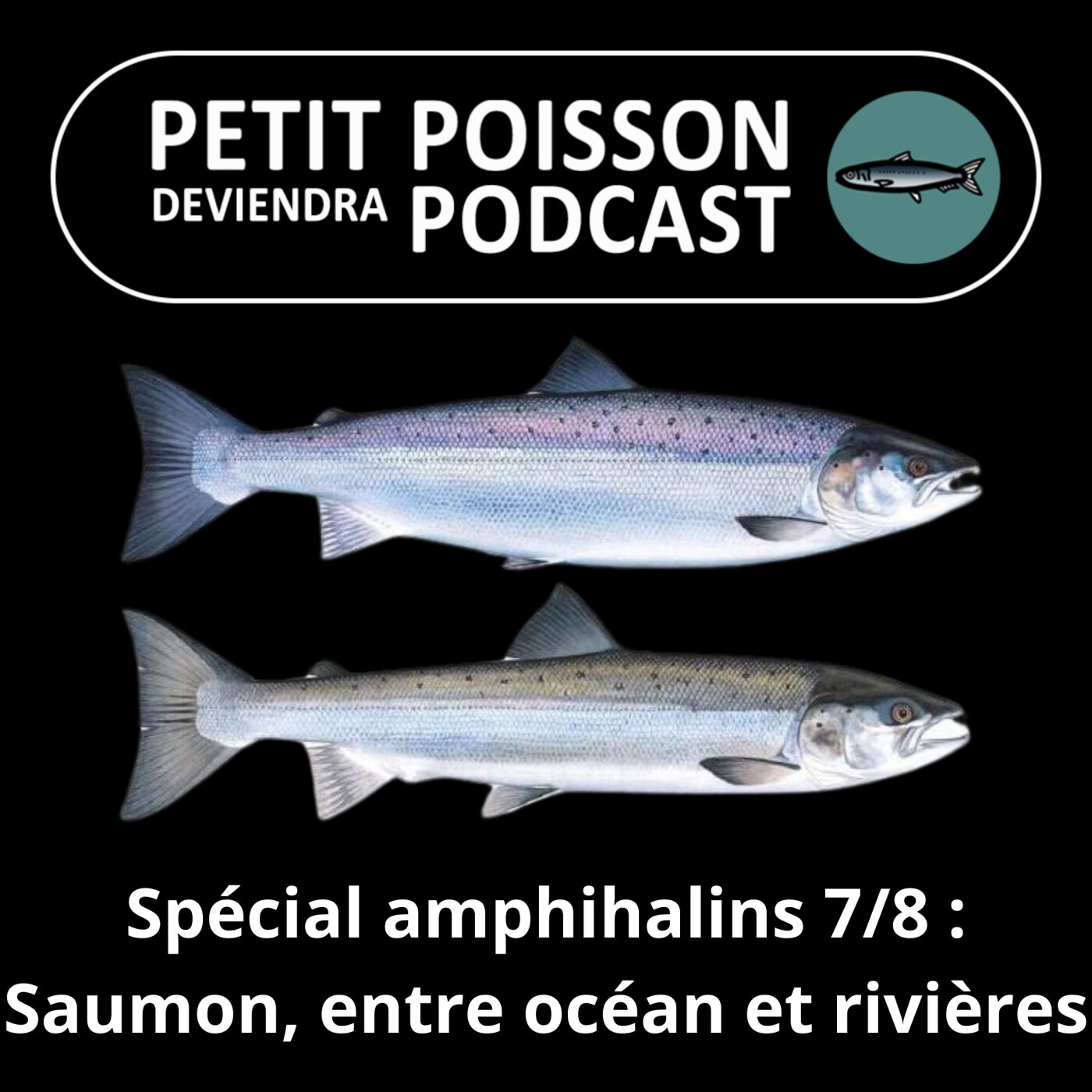 SPÉCIAL Amphihalins 7/8 : Le Saumon, entre océan et rivières (NOMEN)