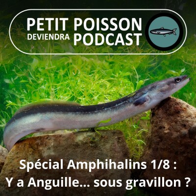SPÉCIAL Amphihalins 1/8 : Une "Anguille sous roche" qui devint, entre autres, "Baleine sous Gravillon" (NOMEN) cover