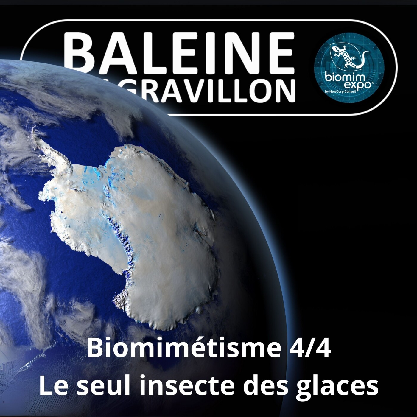 S07E39 Biomimétisme et bioinspiration 4/4 : Le secret du seul insecte de l'Antarctique (Alain Renaudin)