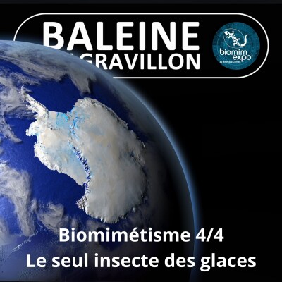 S07E39 Biomimétisme et bioinspiration 4/4 : Le secret du seul insecte de l'Antarctique (Alain Renaudin) cover