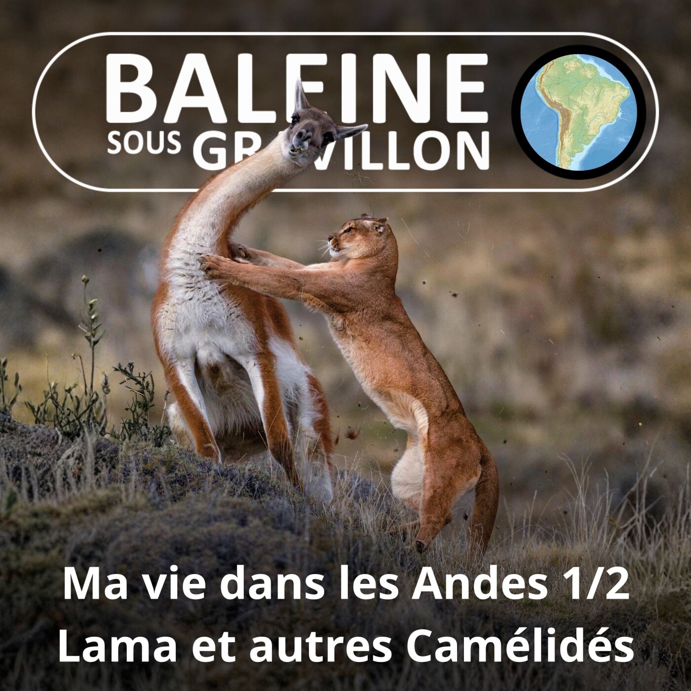 S02E129 Ma vie de guide de montagne dans les Andes 1/2 : Le Condor et les 4 Camélidés, Lama, Alpaca, Guanaco, Vigogne (Marc Mortelmans) episode artwork