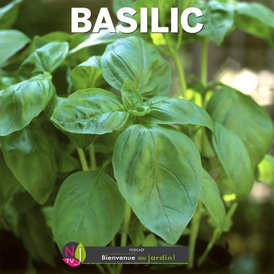 LE DOSSIER: LES BASILICS, PLANTES AROMATIQUES REINES DE L’ÉTÉ cover