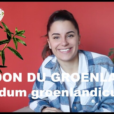 L'huile essentielle du Ledon du Groenland - Ledum Groenlandicum (et olfaction) cover
