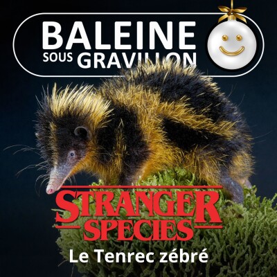 STRANGER SPECIES 4/12 : Le Tenrec zébré... "chante" avec ses piquants cover
