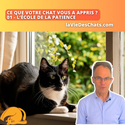 Ce que votre chat vous a appris ? La patience cover