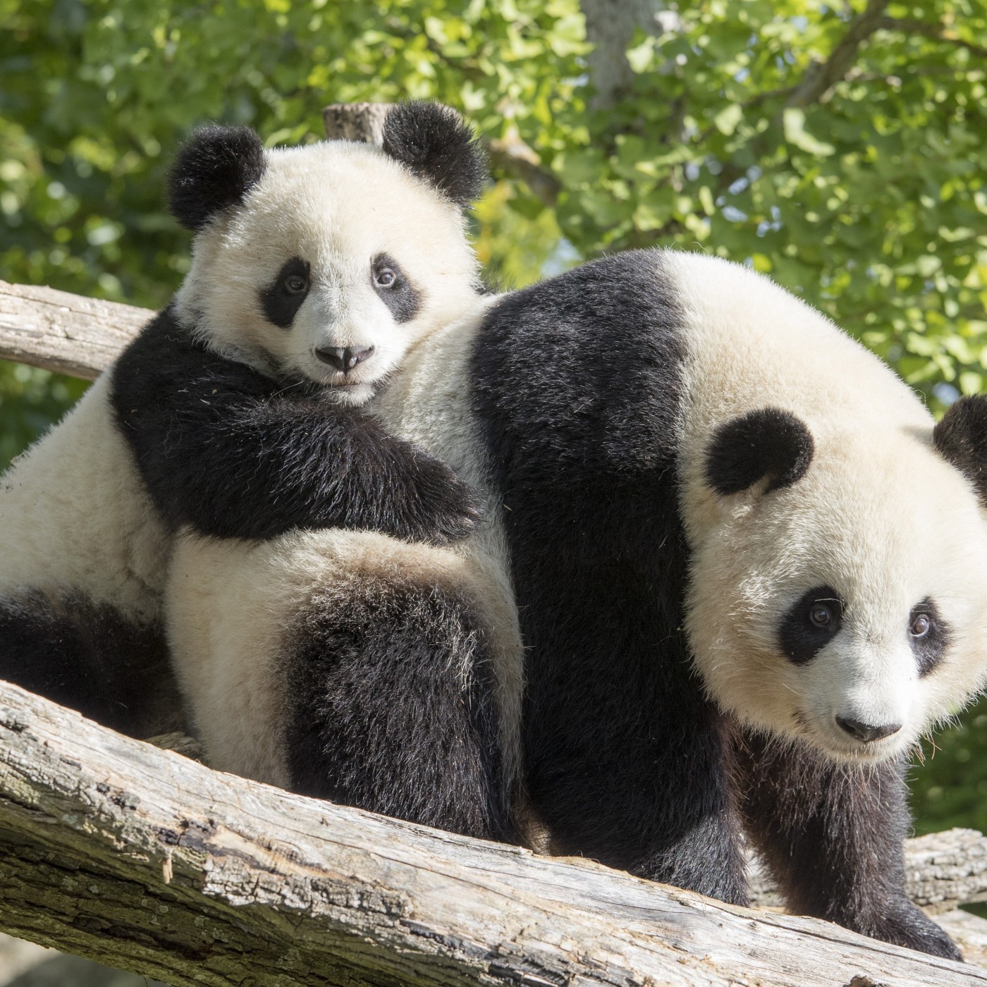 Business Club de France TV S2020 SPE 11 "Zoo et Parcs d'attraction"