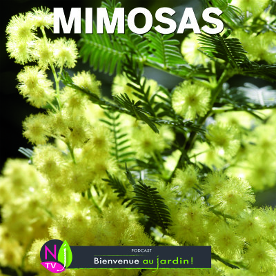 LE DOSSIER: LES MIMOSAS, FLEURS D’OR DE L’HIVER cover