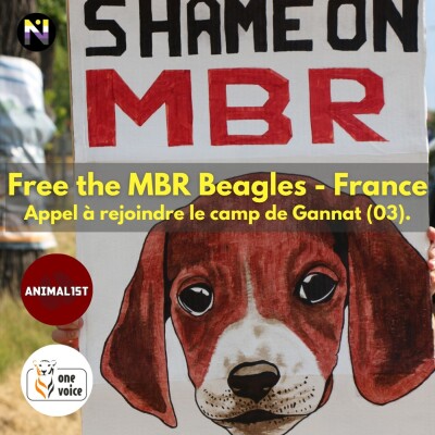 Free MBR Beagles - Gannat J1 cover