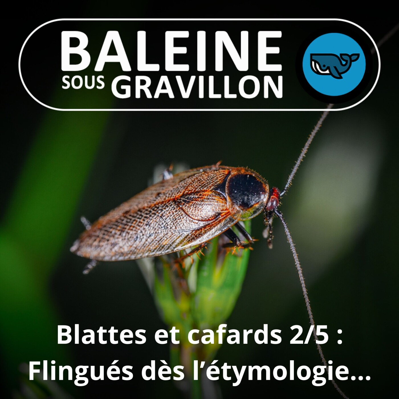 S05E18 Blattes et Cafards 2/5 : Déjà massacrés dans l'étymologie ! (Philippe Grandcolas)