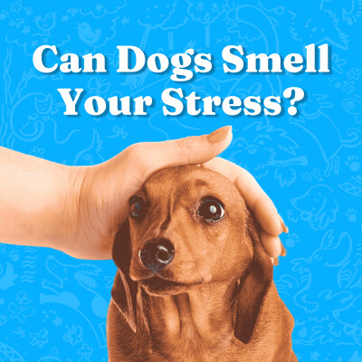 Can Dogs Smell Your Stress? cover
