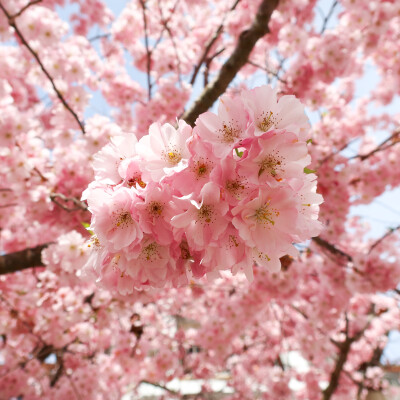 Yoga nidra & respiration cover