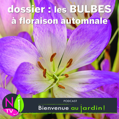 DOSSIER: DES BULBES QUI FLEURISSENT EN AUTOMNE cover