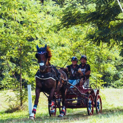 Sélestat : Concours d'attelage international cover