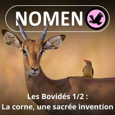 S03E29 Les Bovidés = bovins + caprins + ovins + antilopes... cover