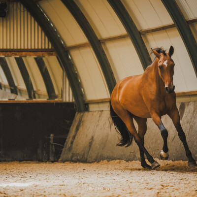 🐎 Clicker training ou perméabilité dans le dressage des chevaux cover