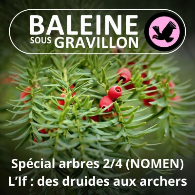 SPÉCIAL ARBRES 2/4 : L'If, des archers à la baguette de Voldemort (NOMEN) cover