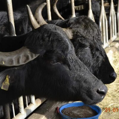 Uhrwiller : Découvrez le domaine des bufflonnes à travers des visites guidées cover