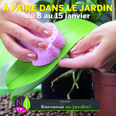QUE FAIRE DANS LE JARDIN DU 8 AU 15 JANVIER ? cover
