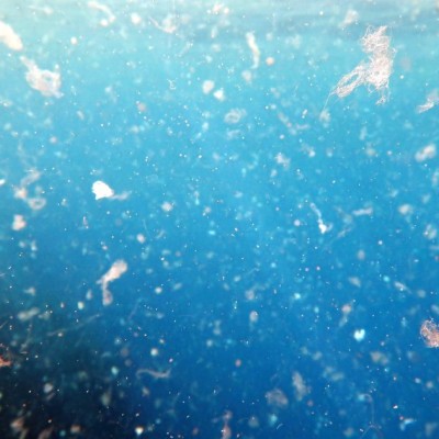 Microplastiques : "toutes les moules" en ont ! cover