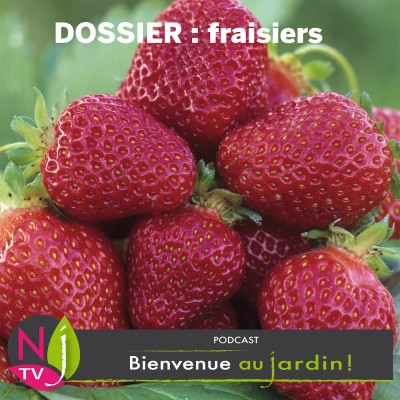 LE DOSSIER:CONNAÎTRE ET BIEN CULTIVER LES FRAISIERS cover