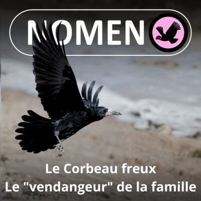 S02E06 Le Corbeau freux, un sacré récolteur-vendangeur ! cover