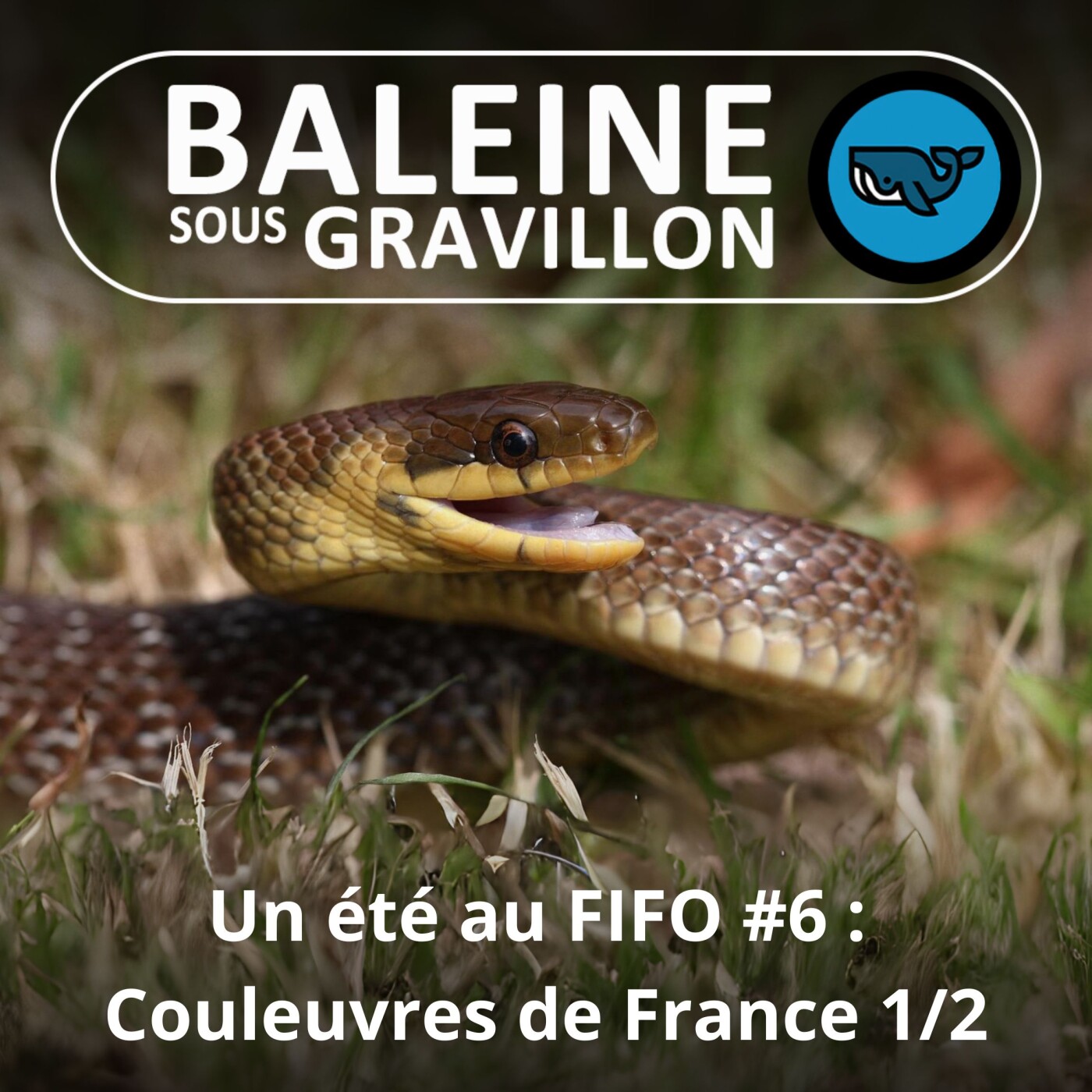 BEST OF D’ÉTÉ %2306 : Couleuvres de France 1/2, helvétique, d’Esculape, à échelons (Corentin Foucher et David Leduc, herpétologues)