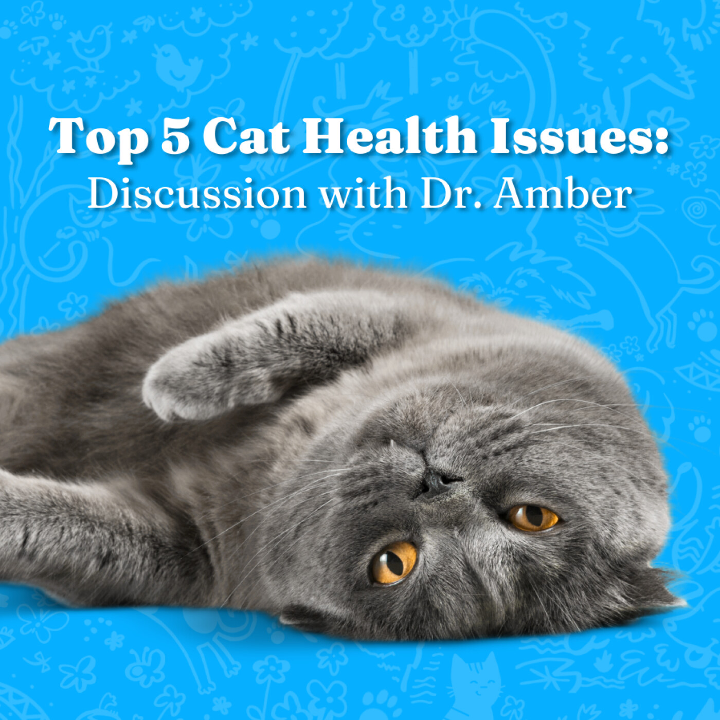 Top 5 Cat Health Issues: Discussion with Dr Amber episode artwork