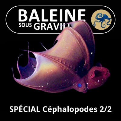 Les Céphalopodes 2/2 : Poulpes, Calmars, Seiches et même... Vampire ! (Marjorie Roscian) cover
