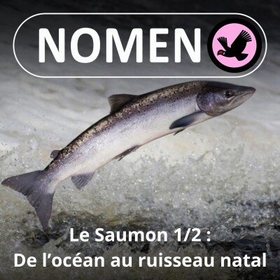 S03E19 Le Saumon : entre océan et rivières cover