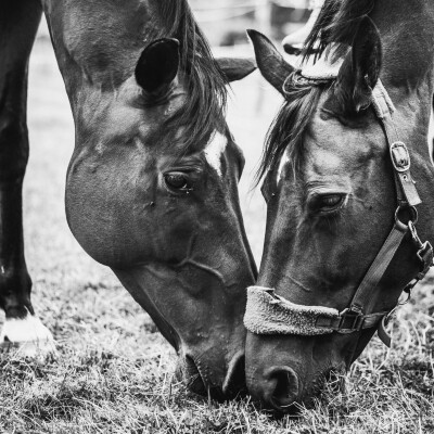 🐎 Dressage • Apprentissage par mimétisme, les comportements renforcés cover