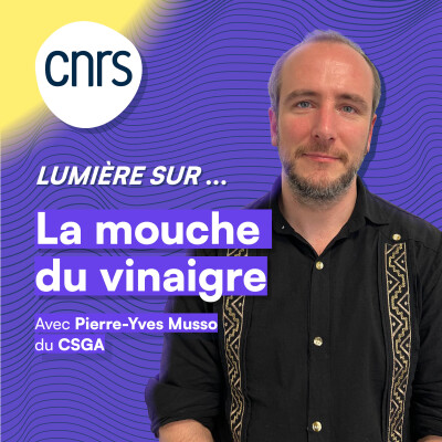 Lumière sur.. La mouche du vinaigre cover