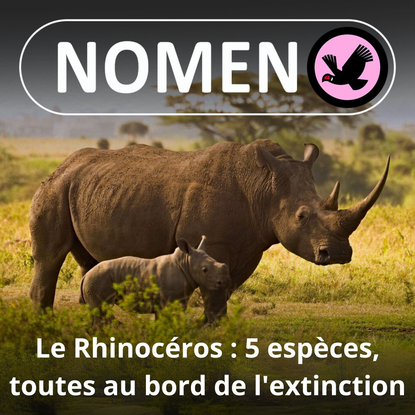 S02E25 Le Rhinocéros : En noir ou blanc, en 1 ou 2 cornes... mais tous au bord de l'extinction