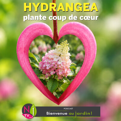 #82: PLANTE COUP DE CŒUR : HYDRANGÉAS RÉSISTANTS AU SEC cover