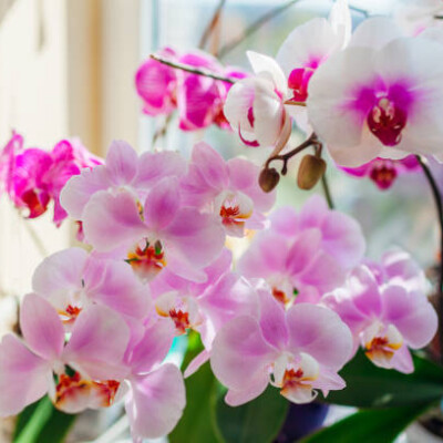 Orchidées : les bons gestes pour les garder en pleine forme toute l’année ! cover