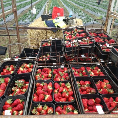 Chapter 2 : The strawberry race cover