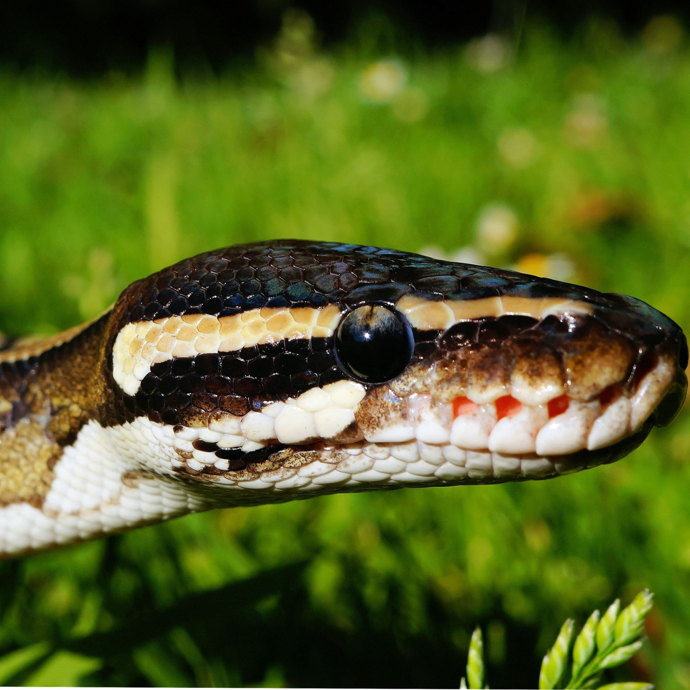 WILD - PODCAST ANIMALIER #0 - TEASER PRESENTATION EMISSION